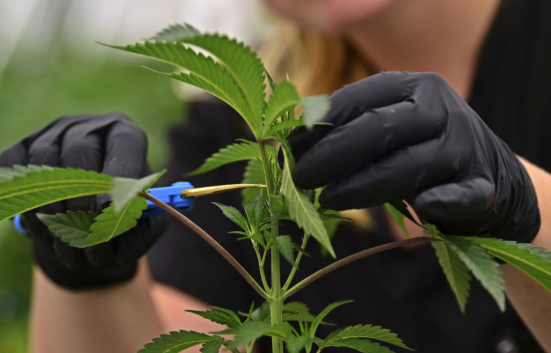 Marijuana